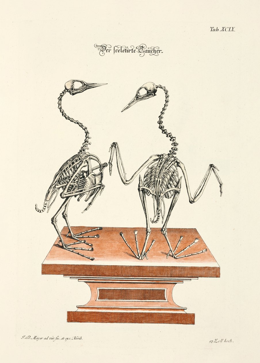  alkotó: Johann Daniel Meyer