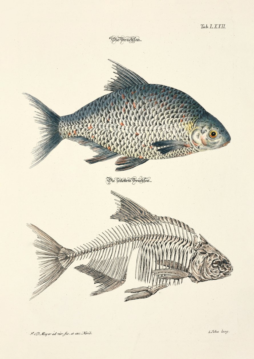  alkotó: Johann Daniel Meyer