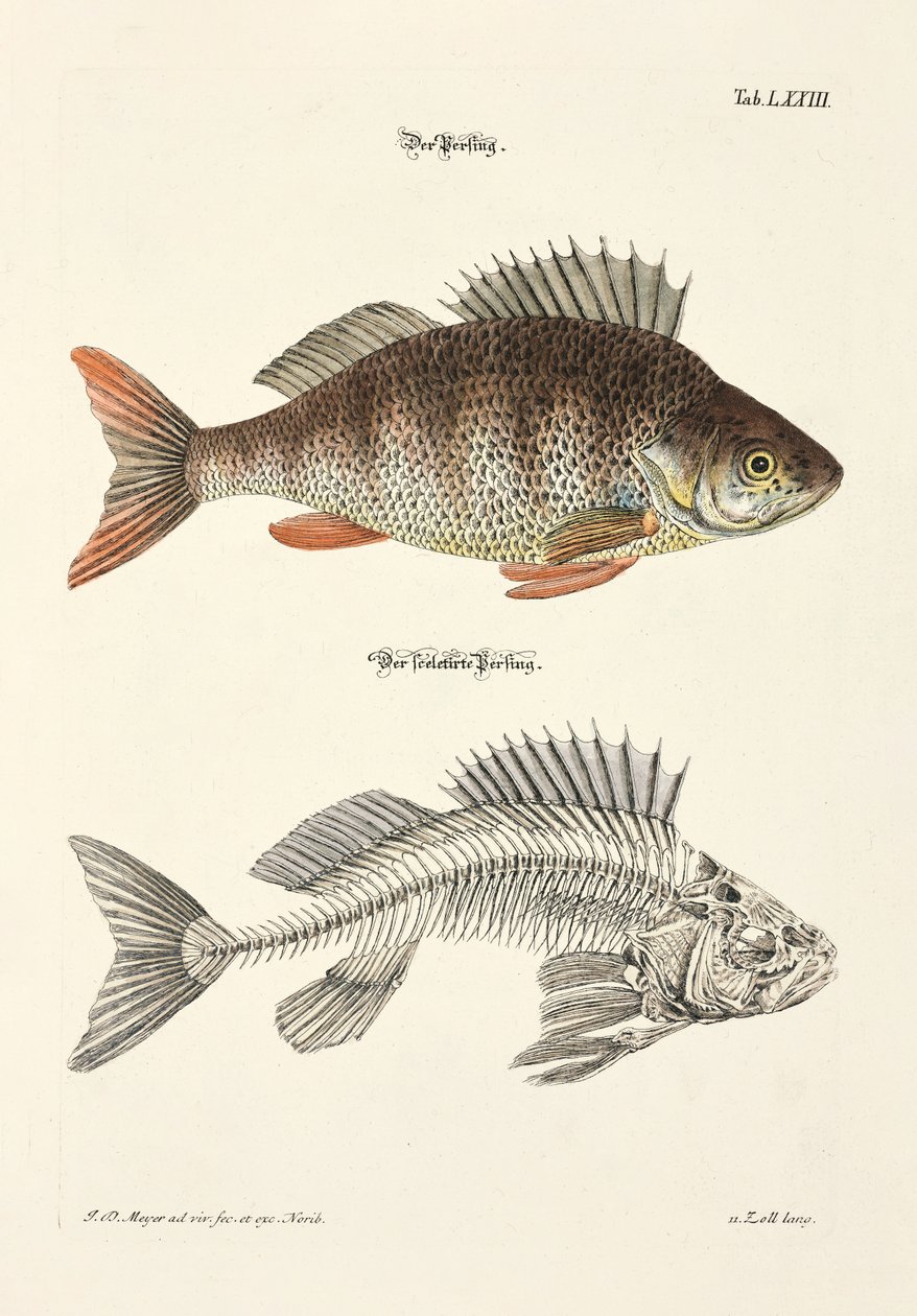  alkotó: Johann Daniel Meyer