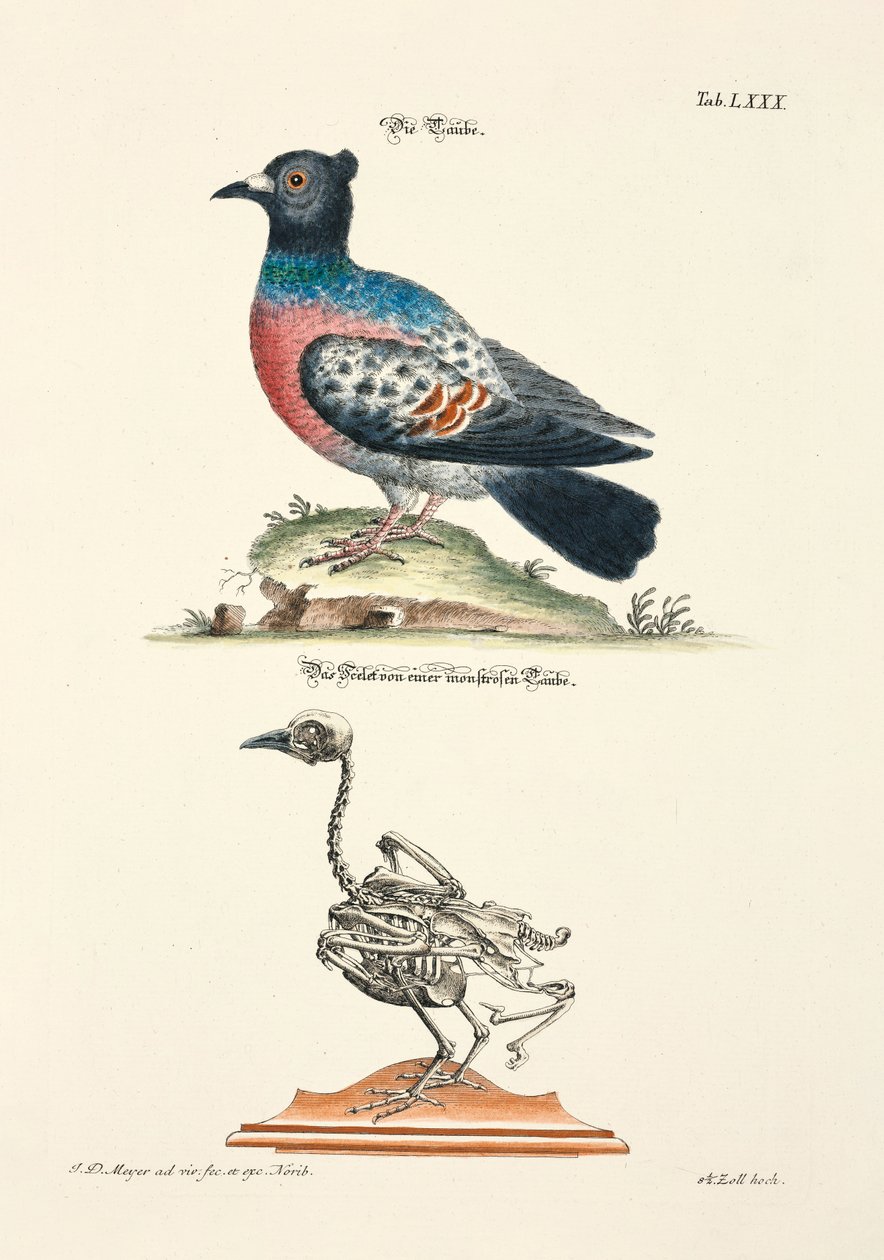  alkotó: Johann Daniel Meyer