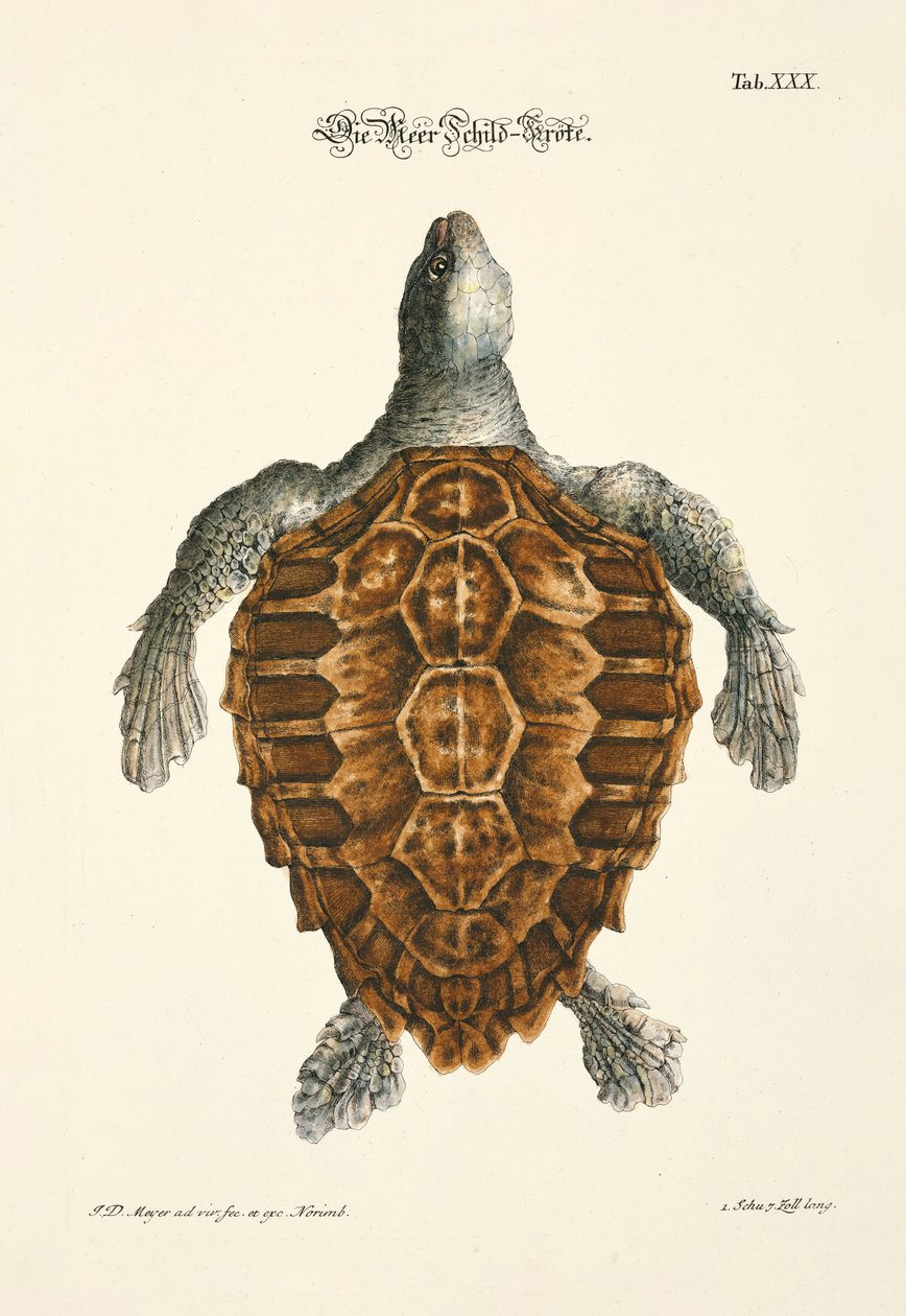  alkotó: Johann Daniel Meyer