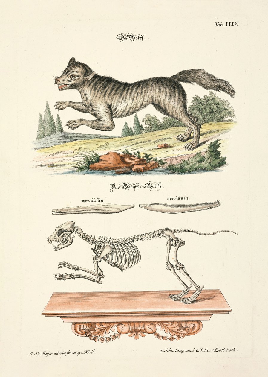  alkotó: Johann Daniel Meyer