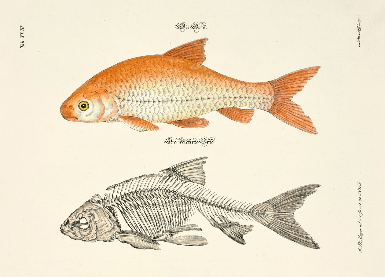  alkotó: Johann Daniel Meyer