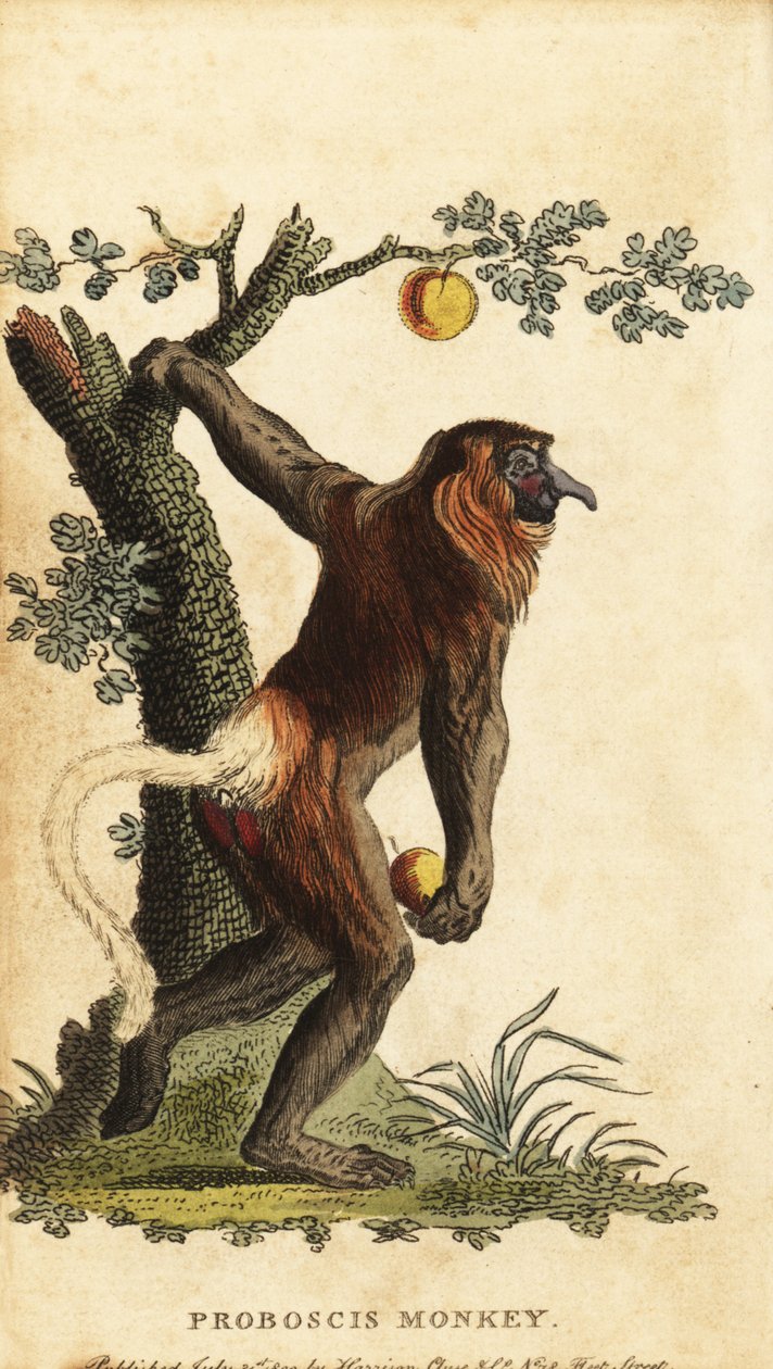 Hosszú orrú majom, Nasalis larvatus. Veszélyeztetett. ,1800 (metszet) alkotó: Johann Eberhard Ihle