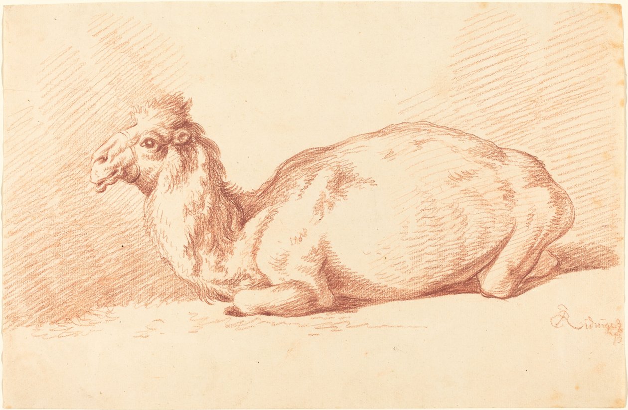 Egy dromedár alkotó: Johann Elias Ridinger