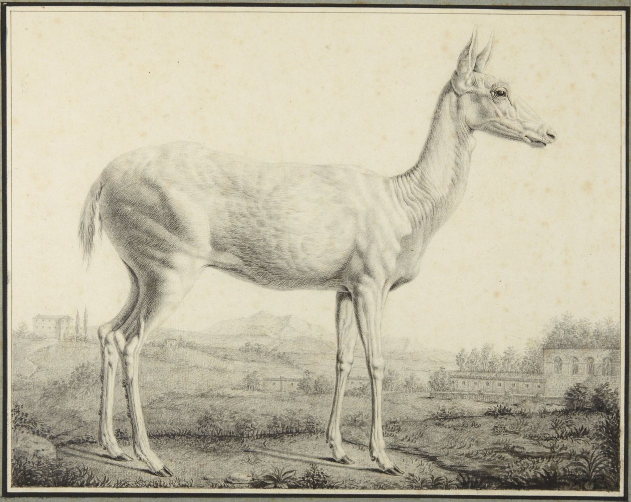 Szarvas alkotó: Johann Elias Ridinger