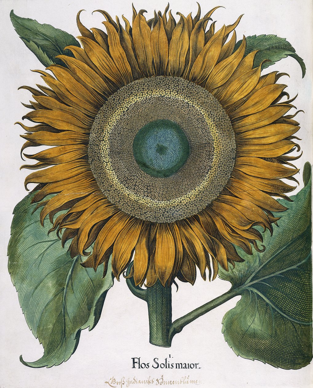 Flos Solis Major, 1613 alkotó: Johann Ernst Rentsch