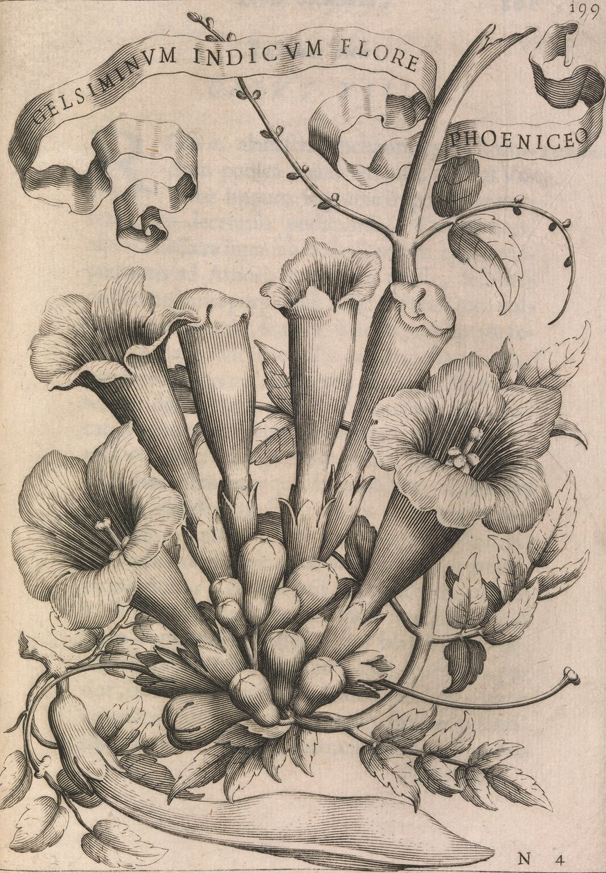 Gelsiminvm indicum phoeniceum virág, 1633 alkotó: Johann Friedrich Greuter