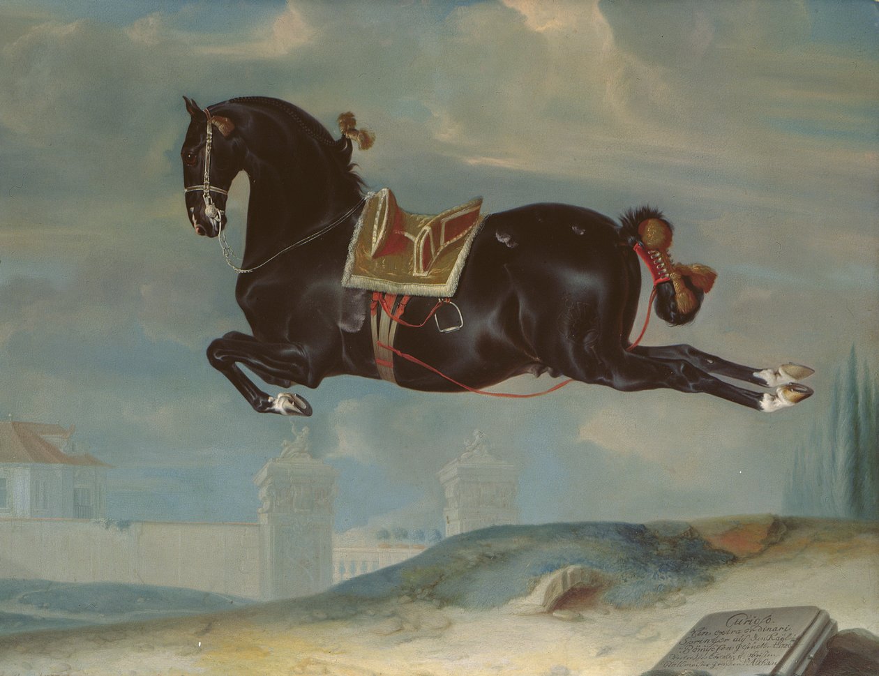 A fekete ló "Curioso" Capriole-t ad elő alkotó: Johann Georg Hamilton
