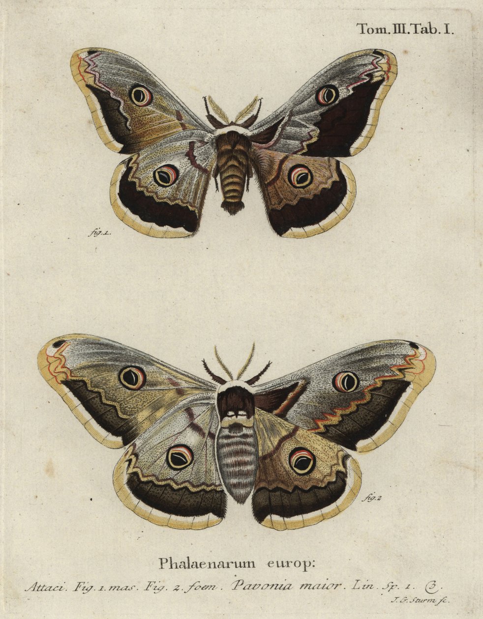Moly császár, a Szaturnusz Pavonia. alkotó: Johann Georg Klinger