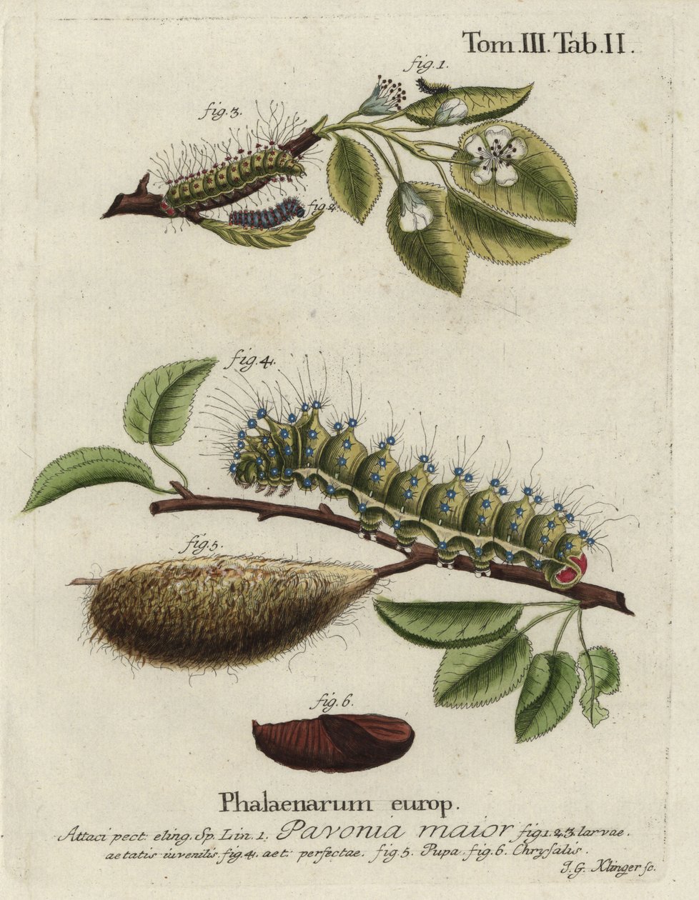Császárlepke, Szaturnusz páva, maszk, baba, krizális. alkotó: Johann Georg Klinger