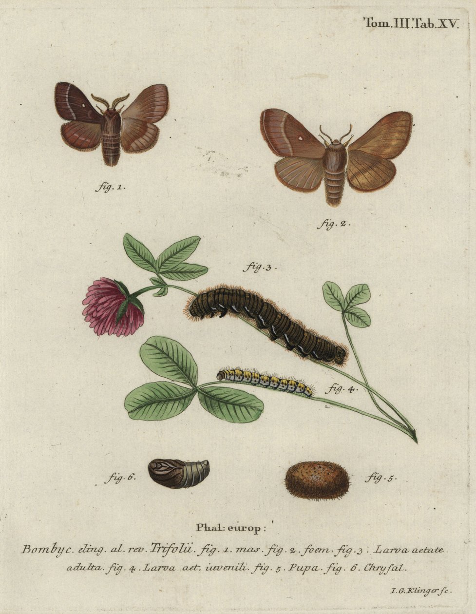 Pázsittojás, Lasiocampa trifolii. alkotó: Johann Georg Klinger