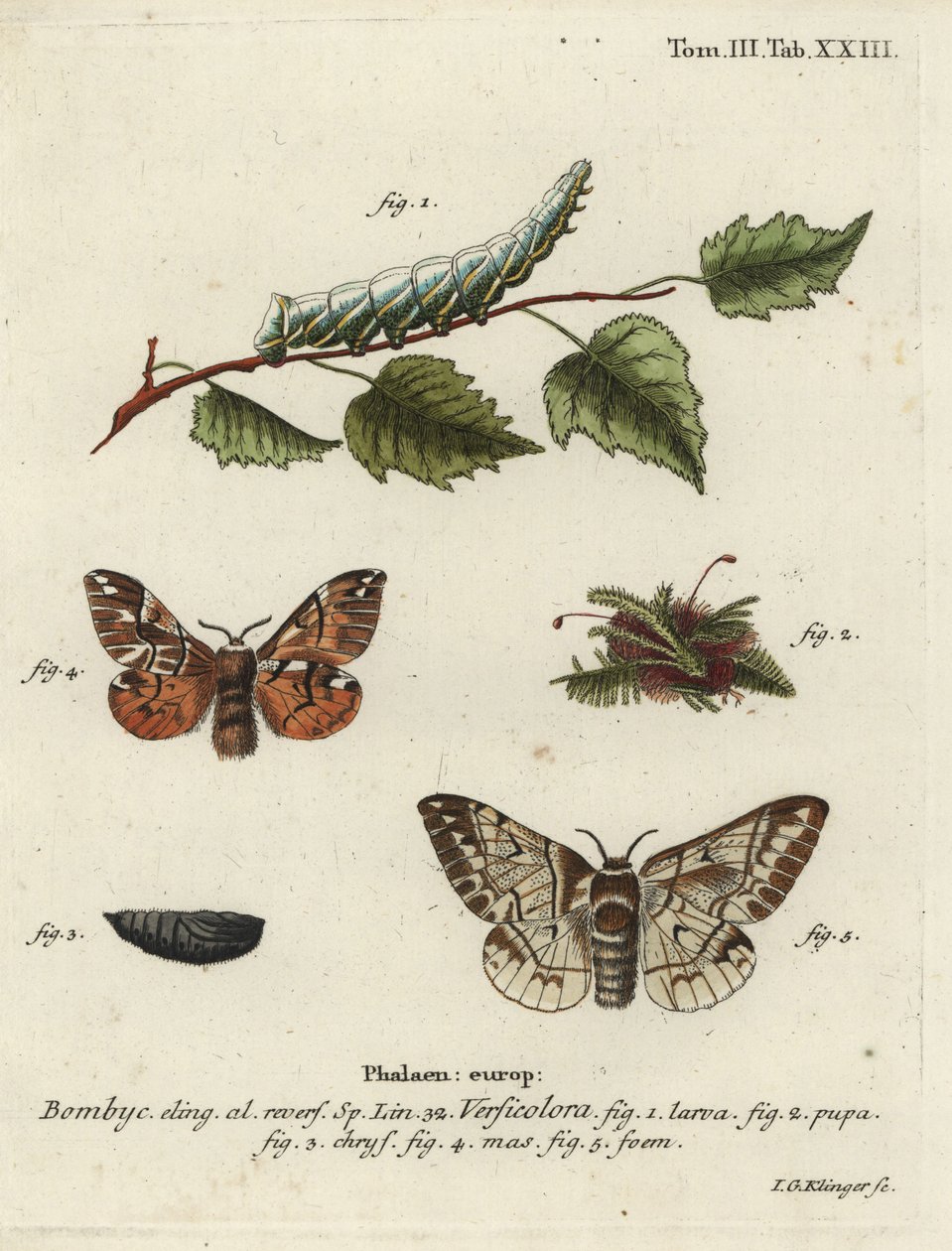 Kenti dicsőség, Endromis versicolora. alkotó: Johann Georg Klinger