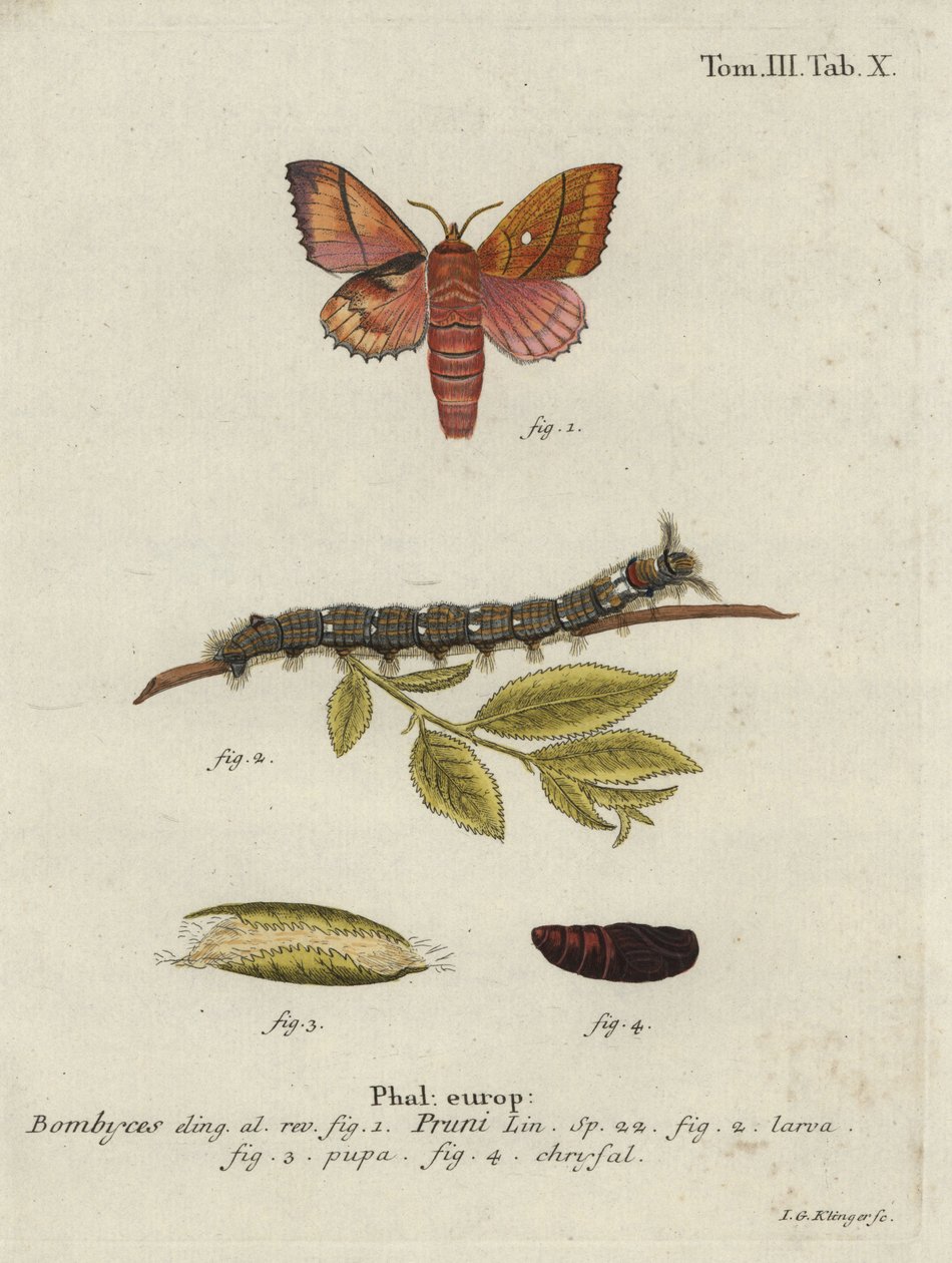 Odonestis szilvamoly. alkotó: Johann Georg Klinger