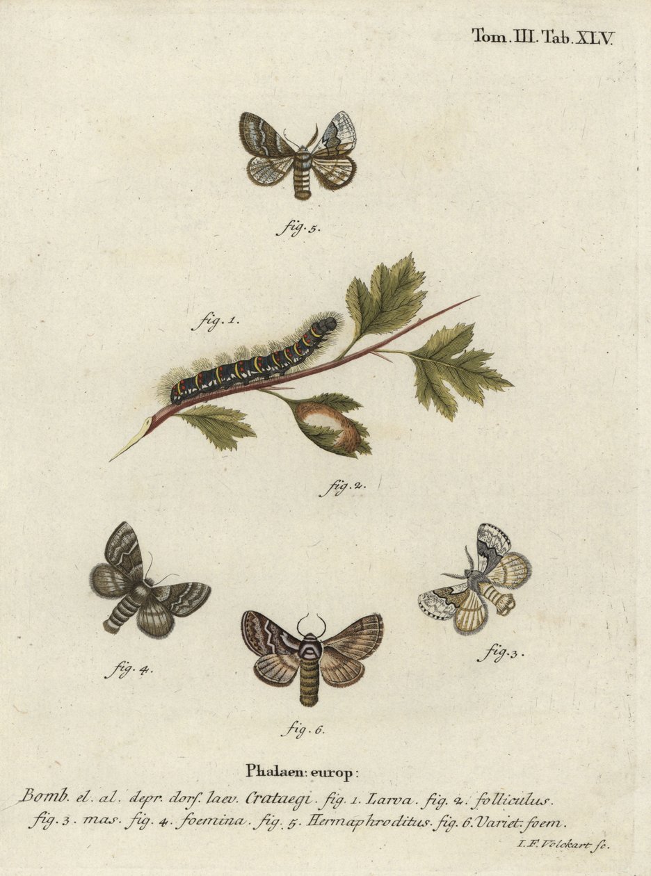 Paul Walk Egger, Trinity Craze. alkotó: Johann Georg Klinger