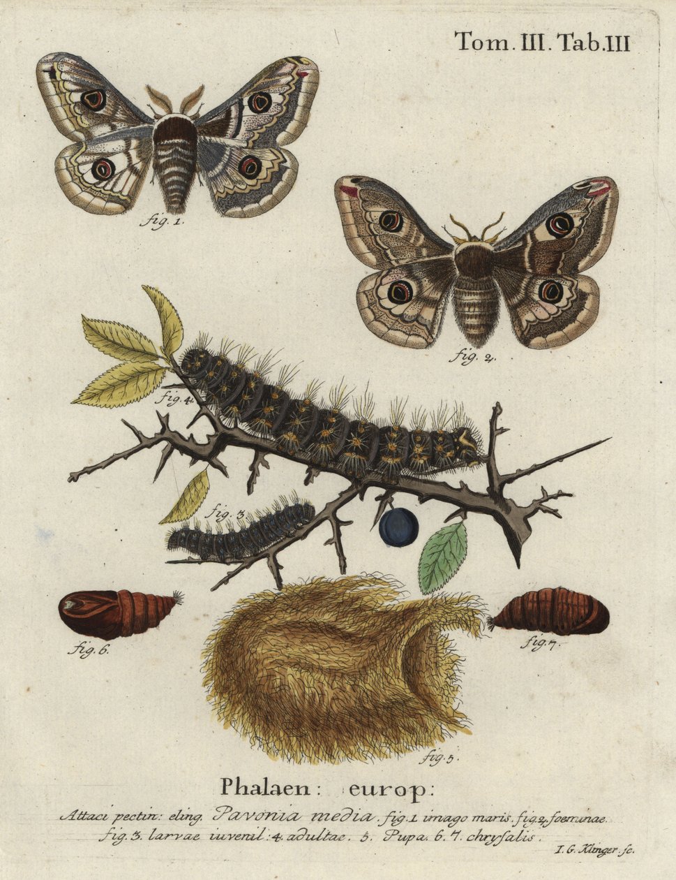 Sloe császármoly, Szaturnusz gerince. alkotó: Johann Georg Klinger
