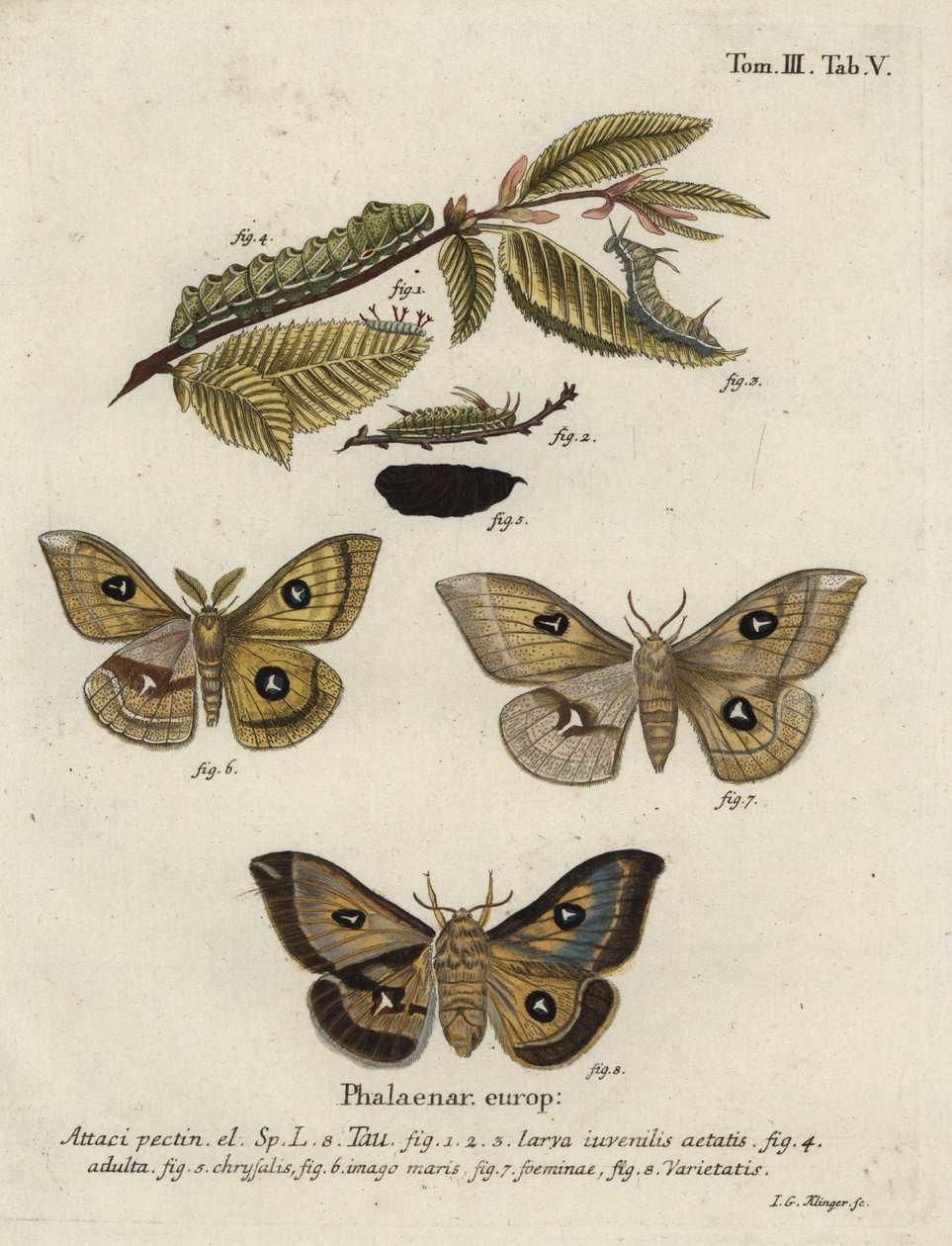 Tau császárlepke, Aglia tau. alkotó: Johann Georg Klinger
