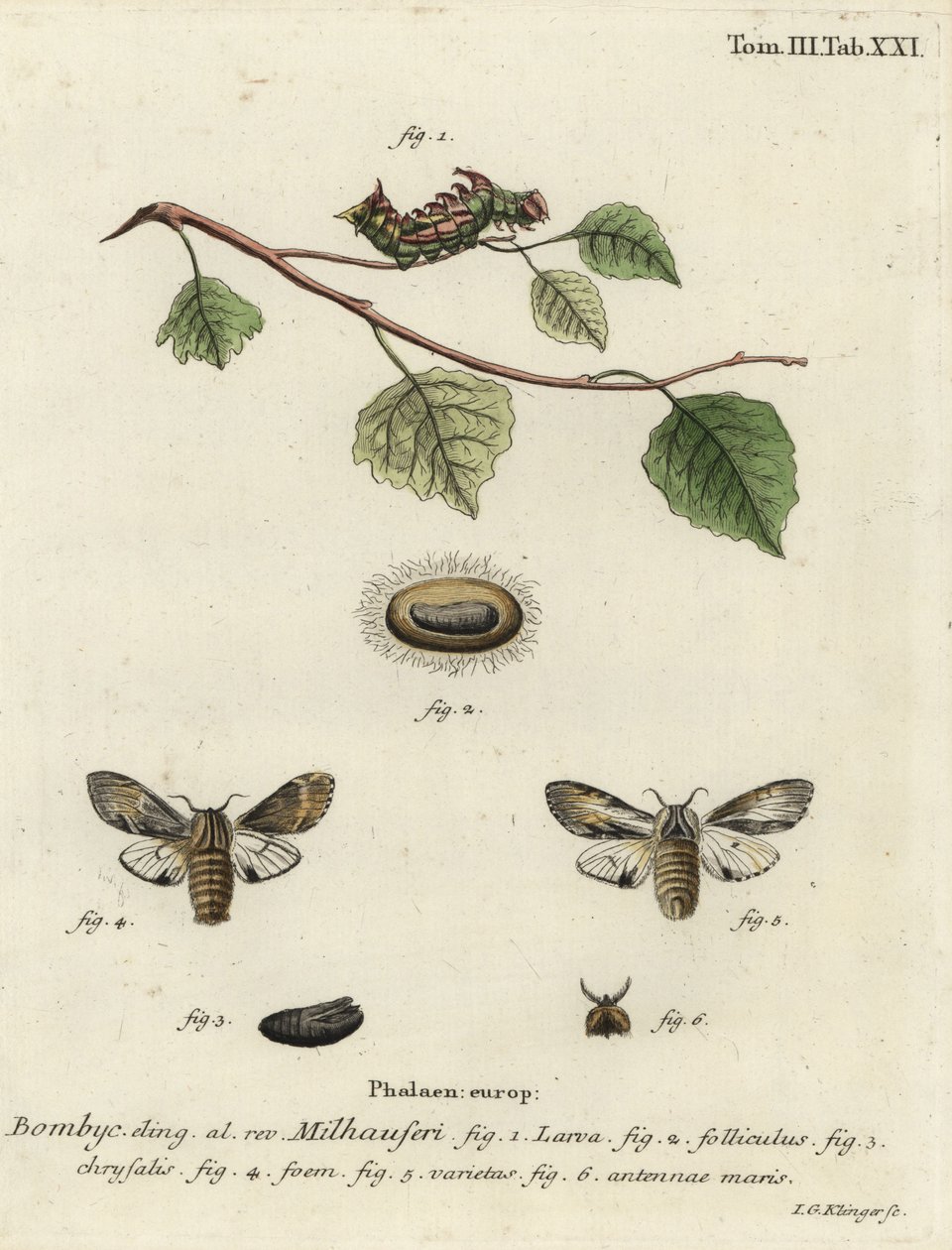 Tawny kiemelkedő lepke, Harpyia milhauseri. alkotó: Johann Georg Klinger