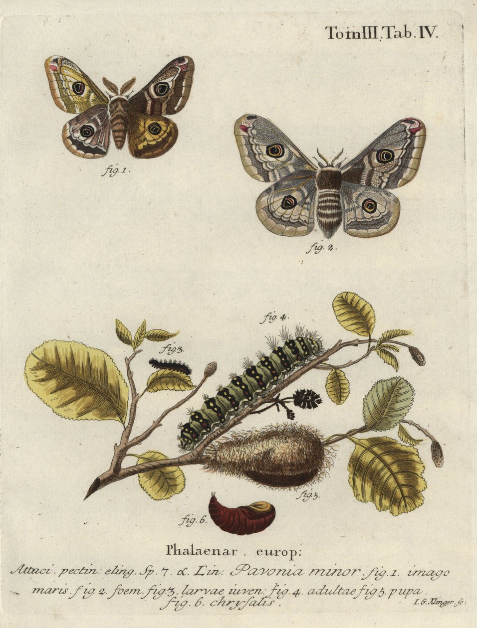 Ismeretlen kép alkotó: Johann Georg Klinger