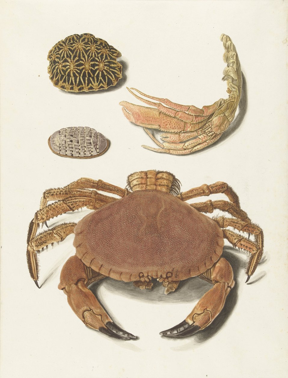 Egy rák, rákolló és két teknőspáncél alkotó: Johann Gustav Hoch