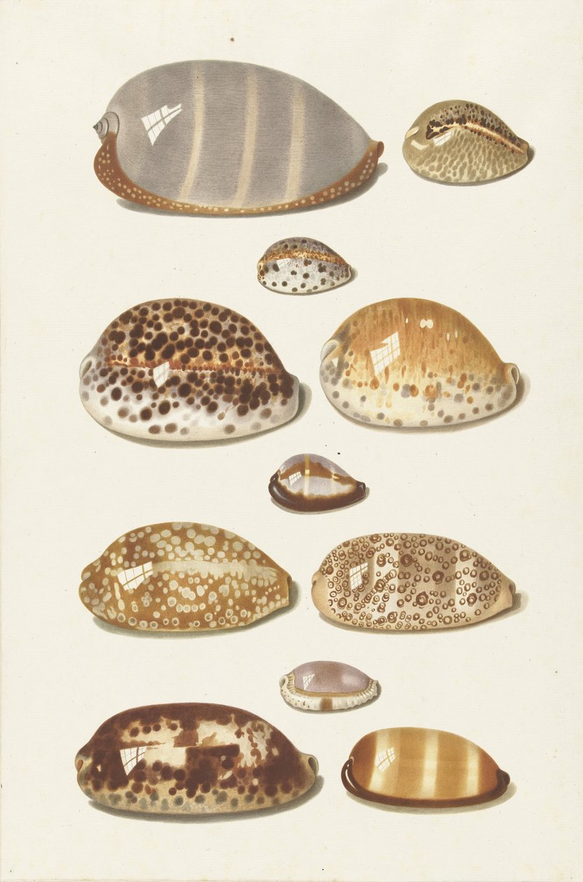Tizenegy nagy és kis trópusi cowrie kagyló alkotó: Johann Gustav Hoch