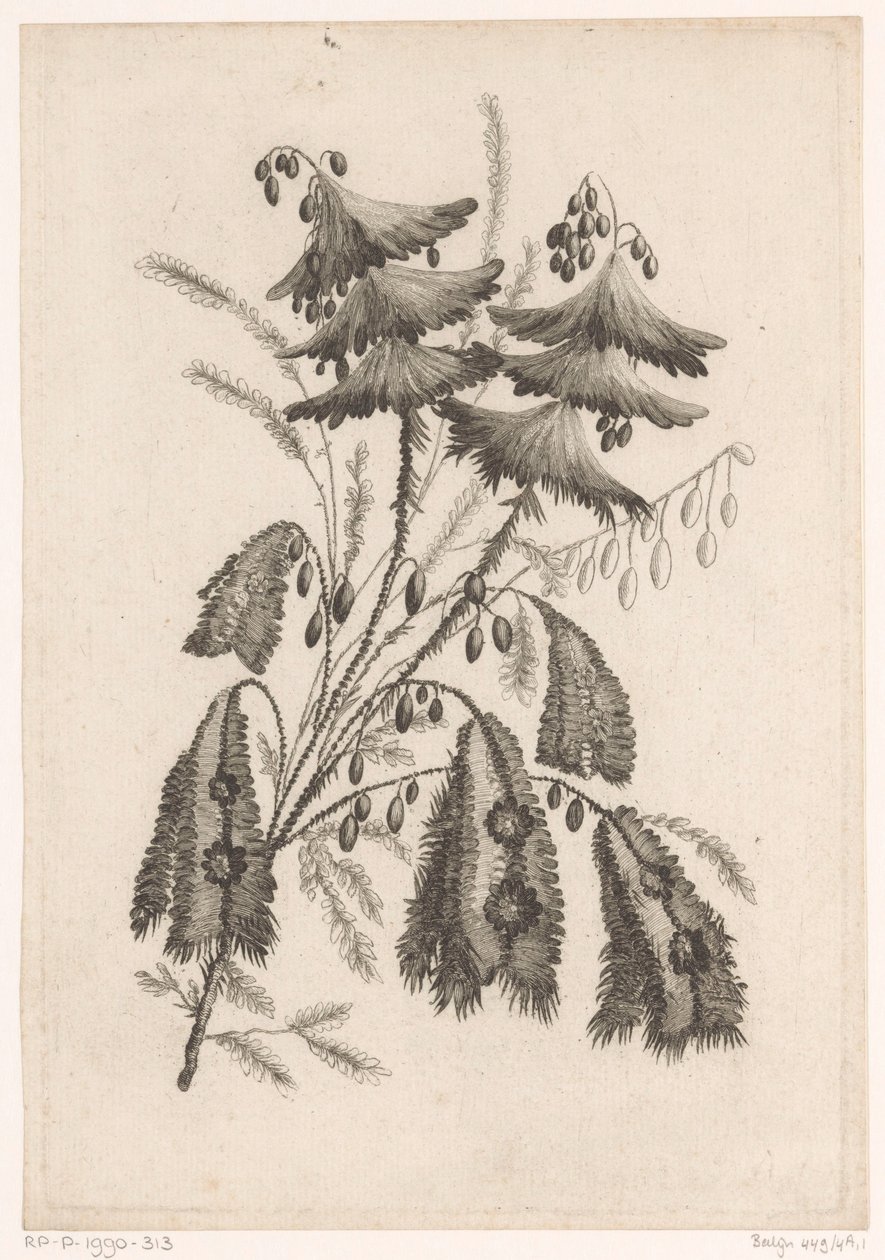 Parasolachtige bloemen Új ízű virágok gyűjteménye; A Manufacture des Etoffes de Perse számára (sorozat címe) alkotó: Johann Heinrich  Hess
