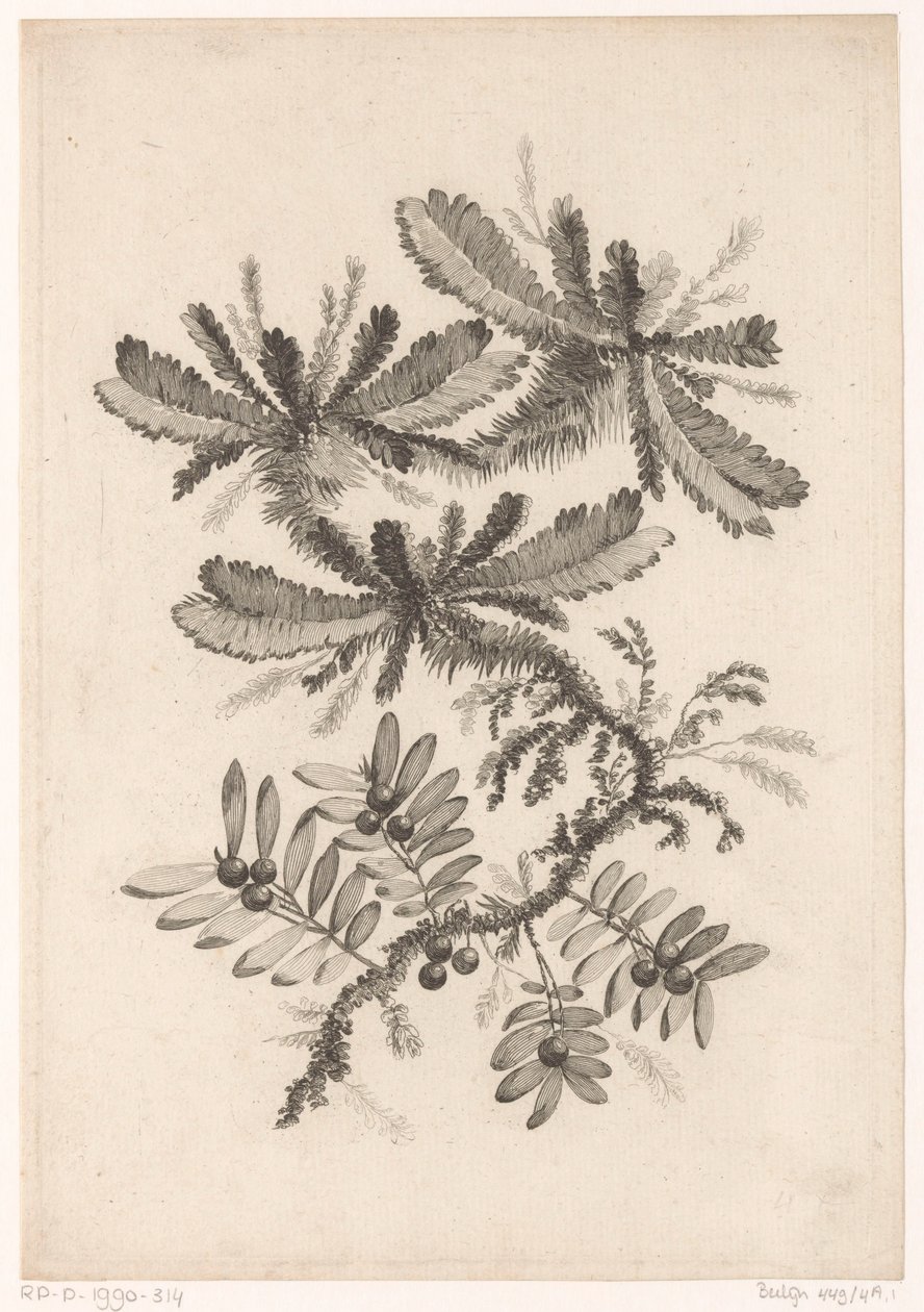 Takken találkozott Bessennel Új ízű virágok gyűjteménye; A Manufacture des Etoffes de Perse számára (sorozat címe) alkotó: Johann Heinrich  Hess