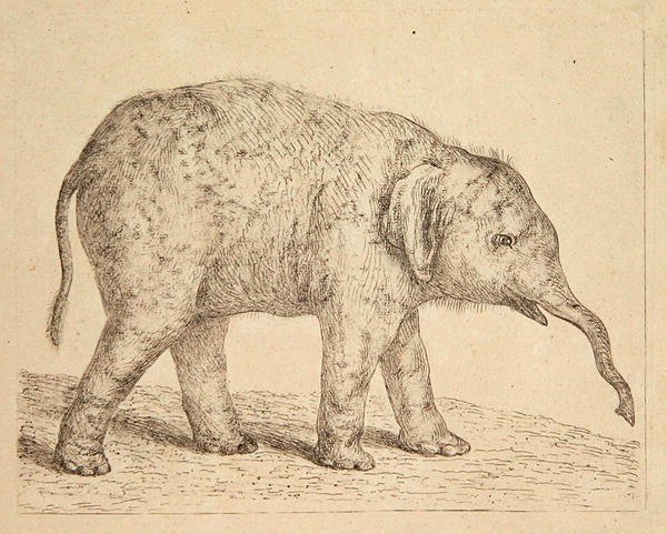 Elefánt (rézkarc) alkotó: Johann Heinrich Wilhelm Tischbein