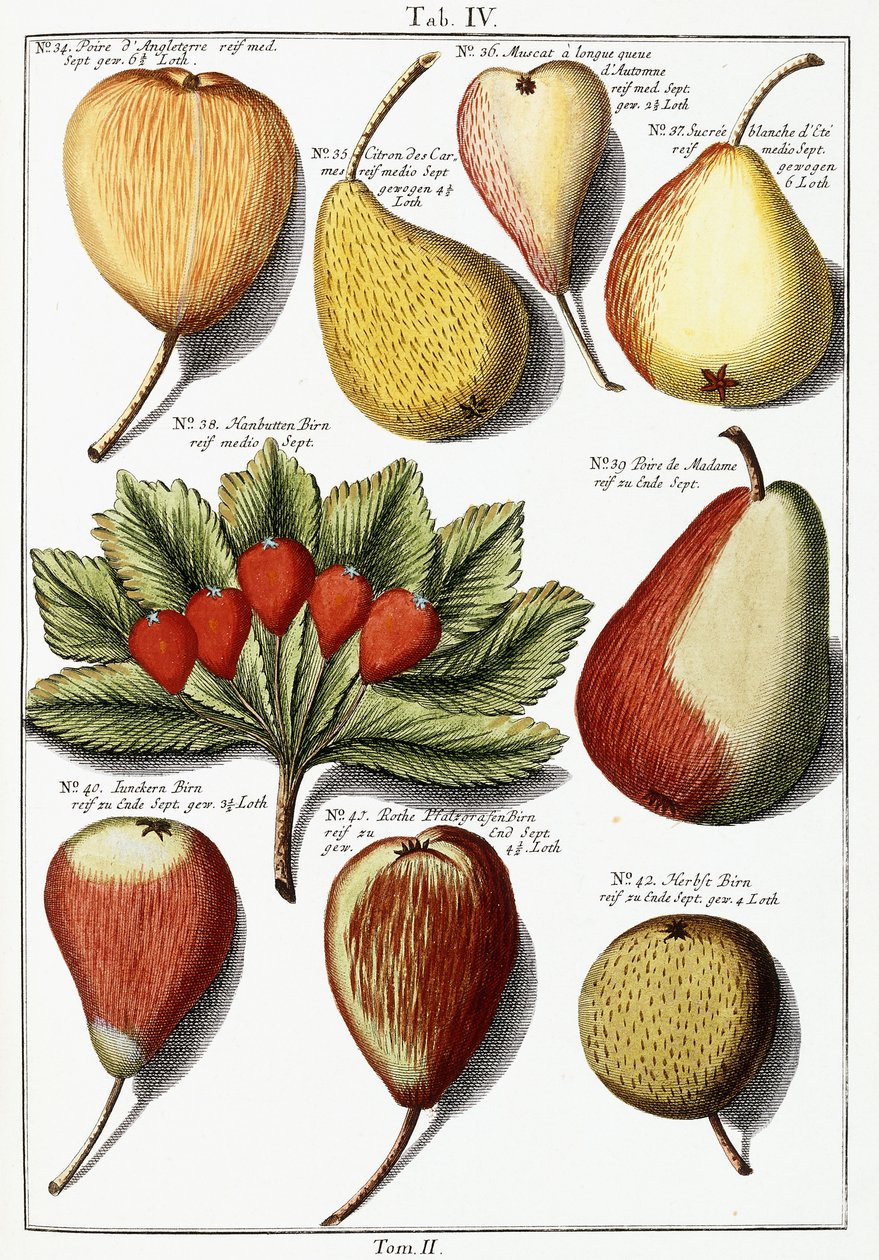 Különféle körtefajták, 1760-1766 alkotó: Johann Hermann Knoop