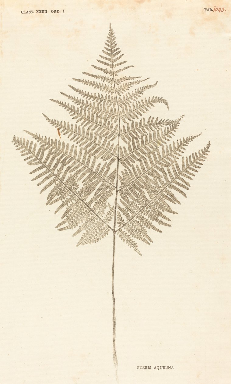Pteris Aquilina alkotó: Johann Hieronymus Kniphof