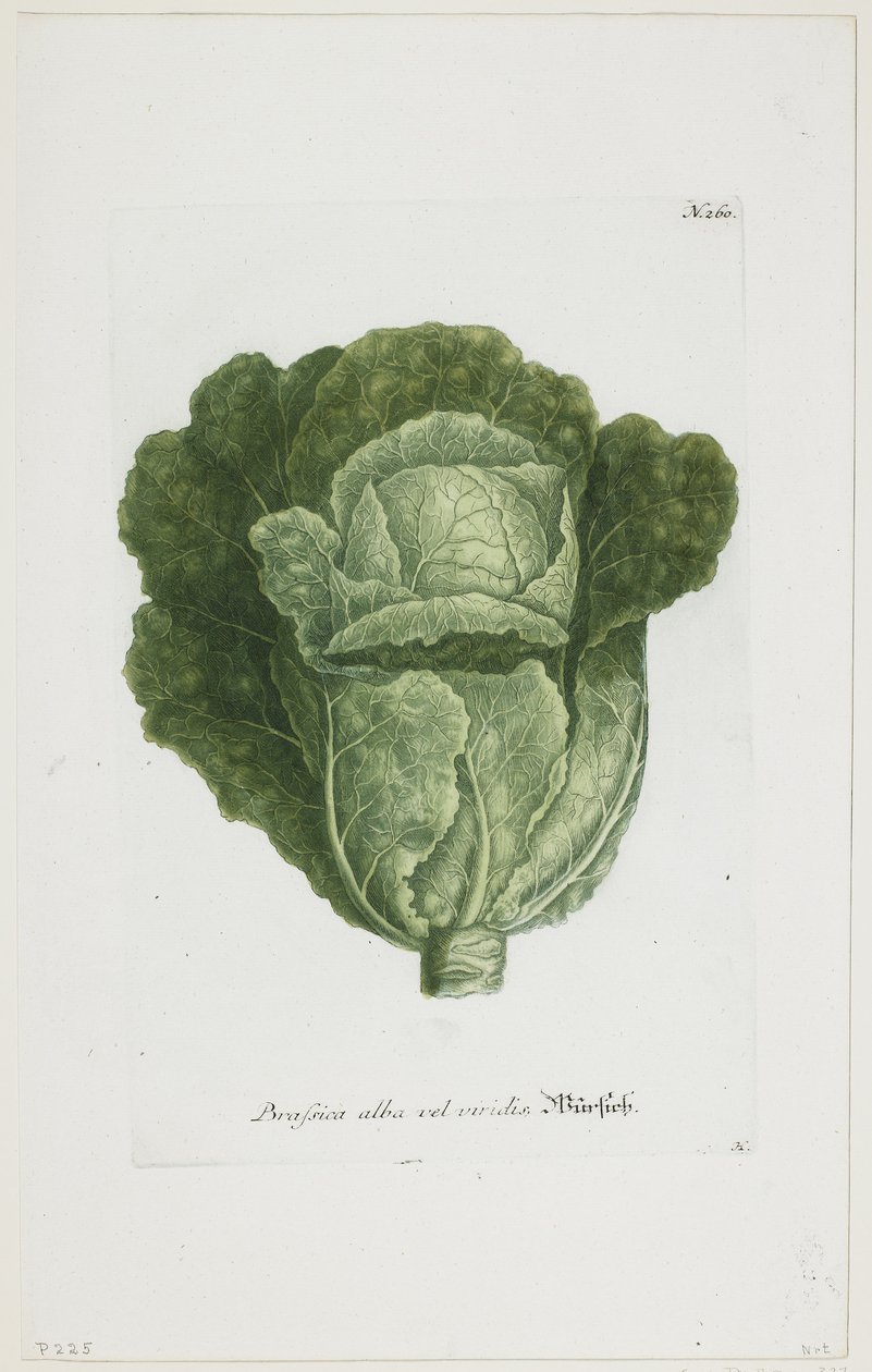 Brassica alba vel viridis, Phytanthoza Iconographia, 1735-45 alkotó: Johann Jakob Haid