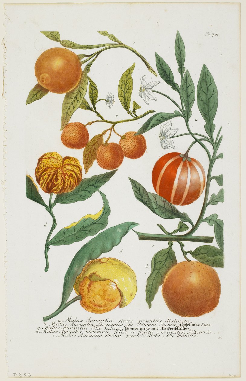 a-e Malus Aurantia stb., Phytanthoza Iconographia, 1735-45 alkotó: Johann Jakob Haid