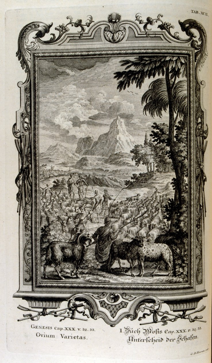 Bibliai juhfajták alkotó: Johann Jakob Scheuchzer