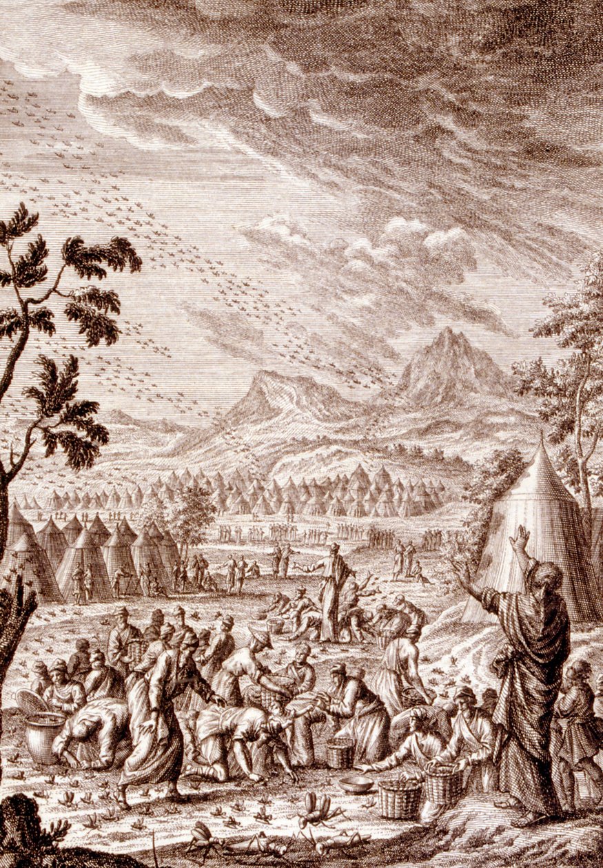 A héberek sáskavész ellen küzdenek alkotó: Johann Jakob Scheuchzer
