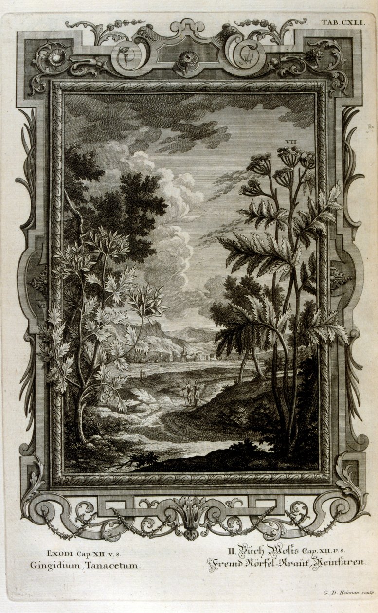 Ábra alkotó: Johann Jakob Scheuchzer