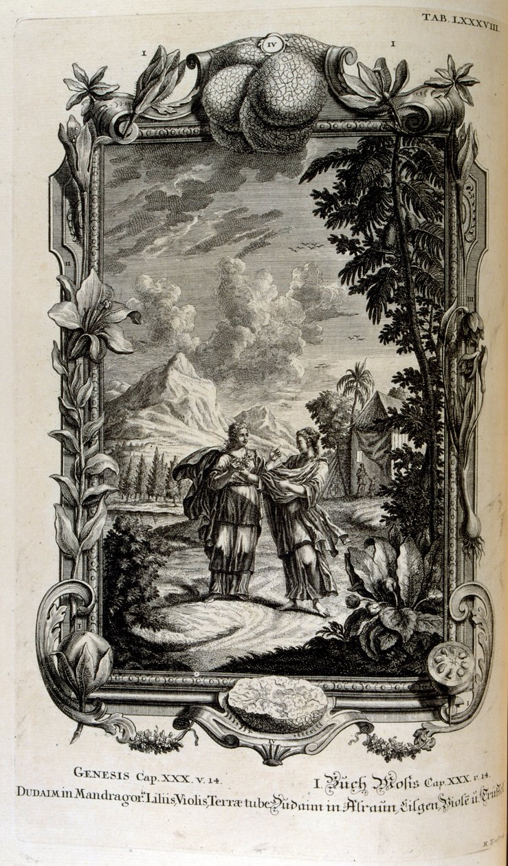 Mandragora növény. Gyakran mandragóra néven ismerik alkotó: Johann Jakob Scheuchzer