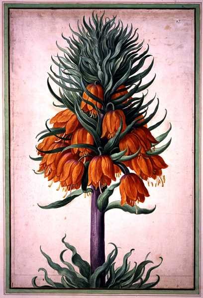 Fritillaria imperialis (császárkorona) 25. tányér a Nassaui Florilegiumból (akvarell, papír) alkotó: Johann Jakob Walther