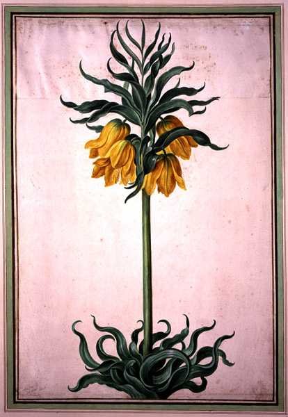 Fritillaria imperialis 