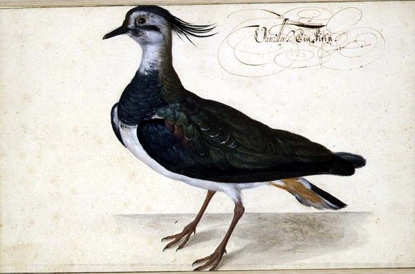 Tanulmány egy kappantyúról alkotó: Johann Jakob Walther