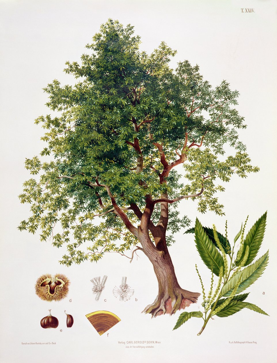 Édesgesztenye, metszett A. Haase alkotó: Johann Kautsky