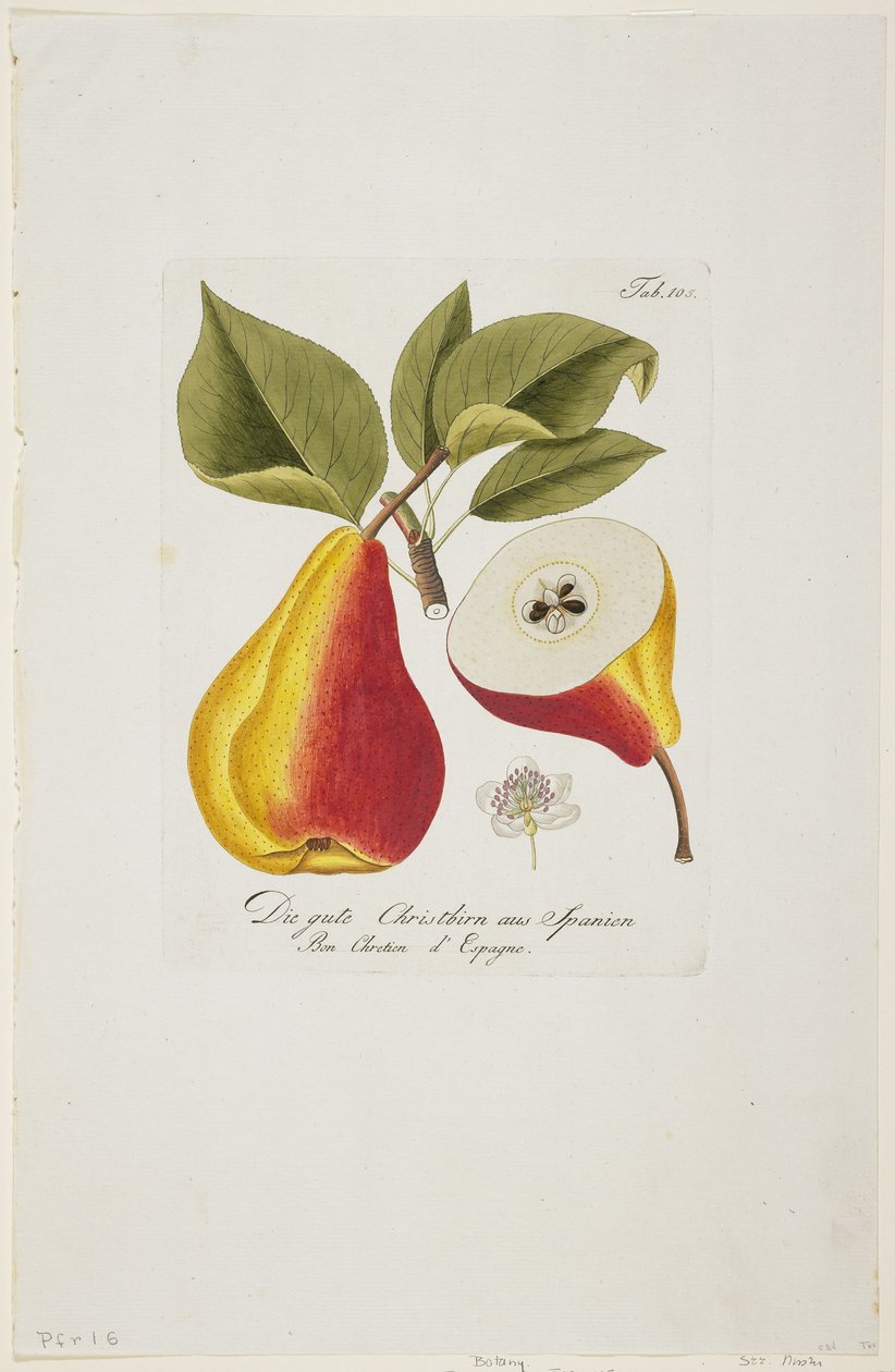 Die gute Christbirn aus Spanien a „Pomona Austriaca, ou Arbres Fruitiers D
