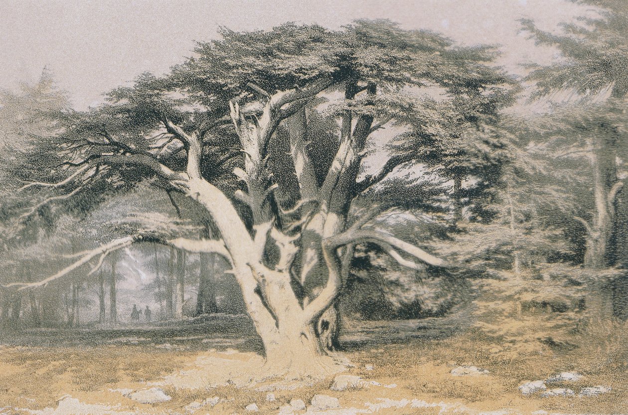 Libanon cédrusai. Rézkarc Bernatz és társai - Steinkopk J.F. Szerkesztő alkotó: Johann Martin Bernatz