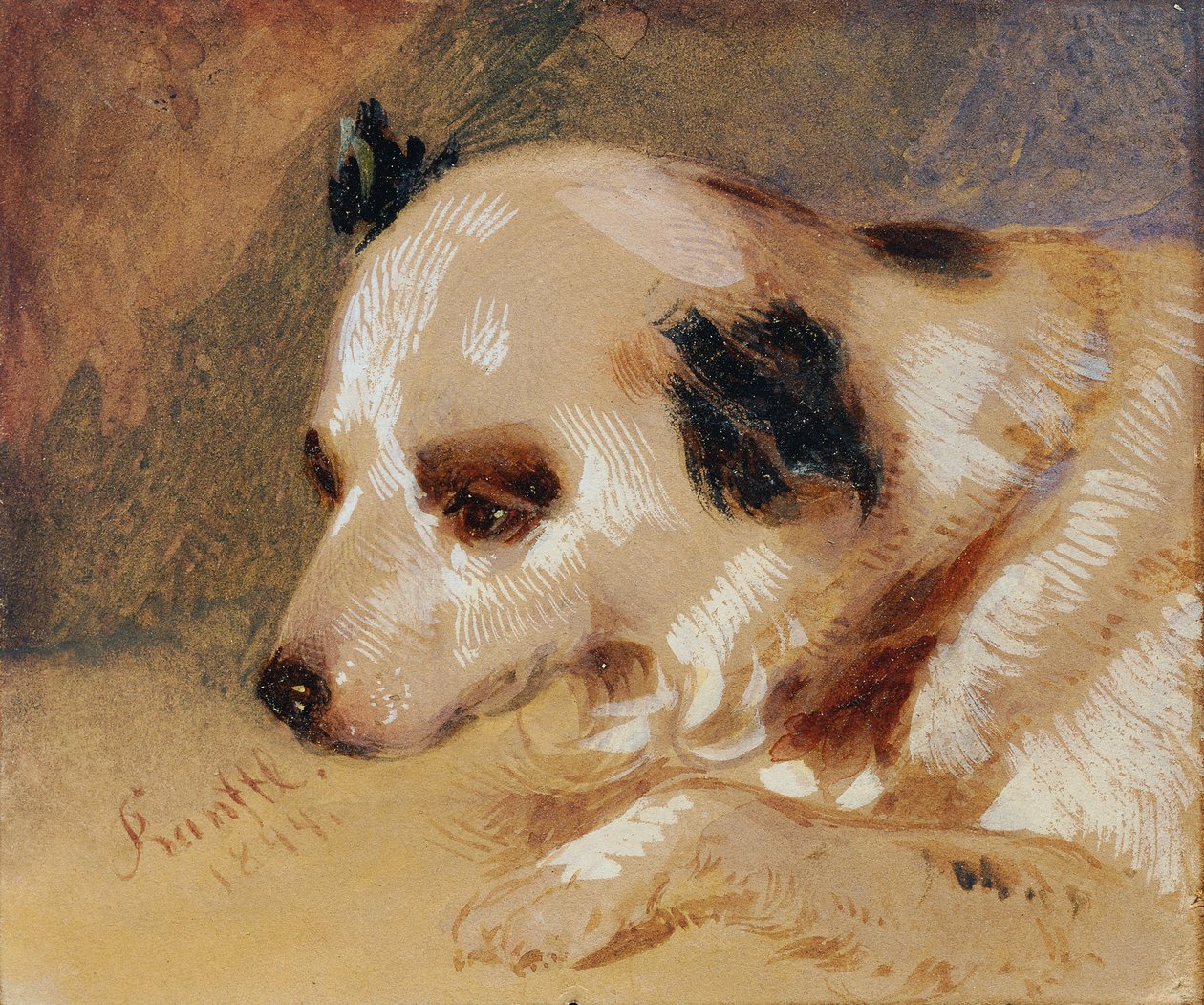 Kutyafej (olaj és tempera, papír) alkotó: Johann Matthias Ranftl