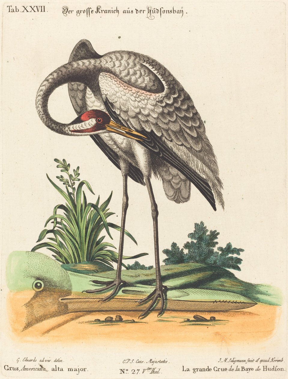 Grus Americana, alta major alkotó: Johann Michael Seligmann after George Edwards