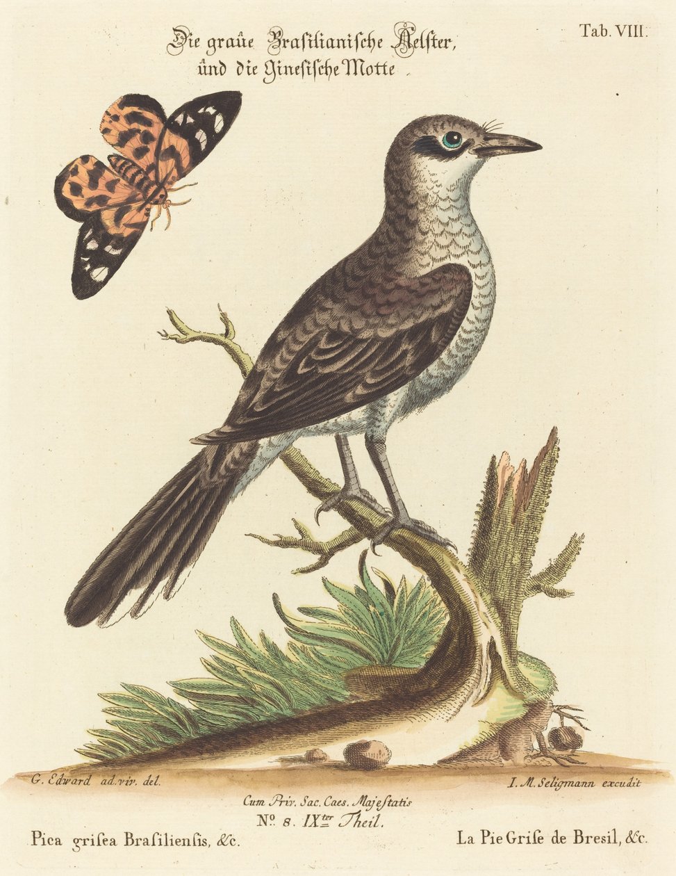 Pica grisea Brasiliensis alkotó: Johann Michael Seligmann after George Edwards