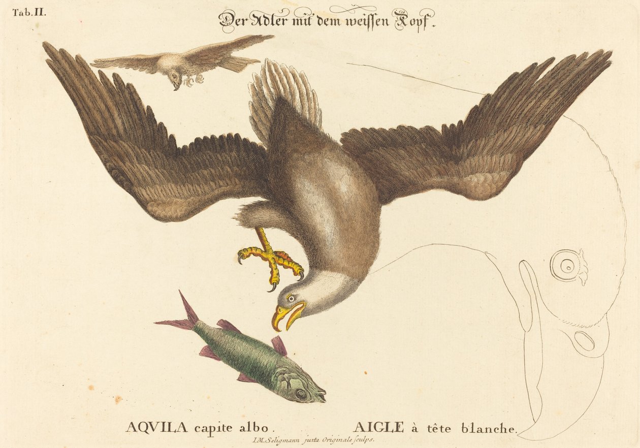 Kopasz sas (Falco leucocephalus) alkotó: Johann Michael Seligmann after Mark Catesby