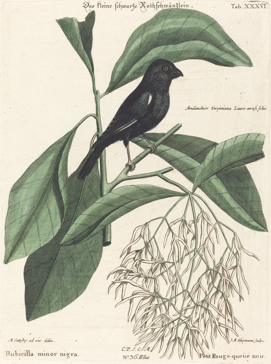 A kis fekete süvöltő (Rubicilla minor nigra) alkotó: Johann Michael Seligmann after Mark Catesby