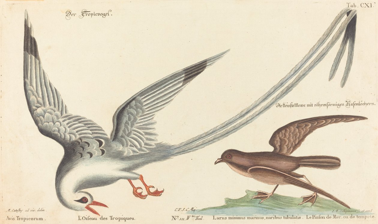 A trópusi madár (Phaeton aethereus) alkotó: Johann Michael Seligmann after Mark Catesby