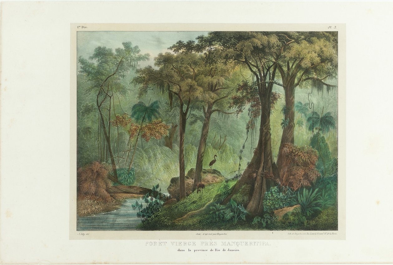 Szűz Erdő Manqueritipa közelében. A festői utazás Brazíliában című filmből, 1835. alkotó: Johann Moritz Rugendas