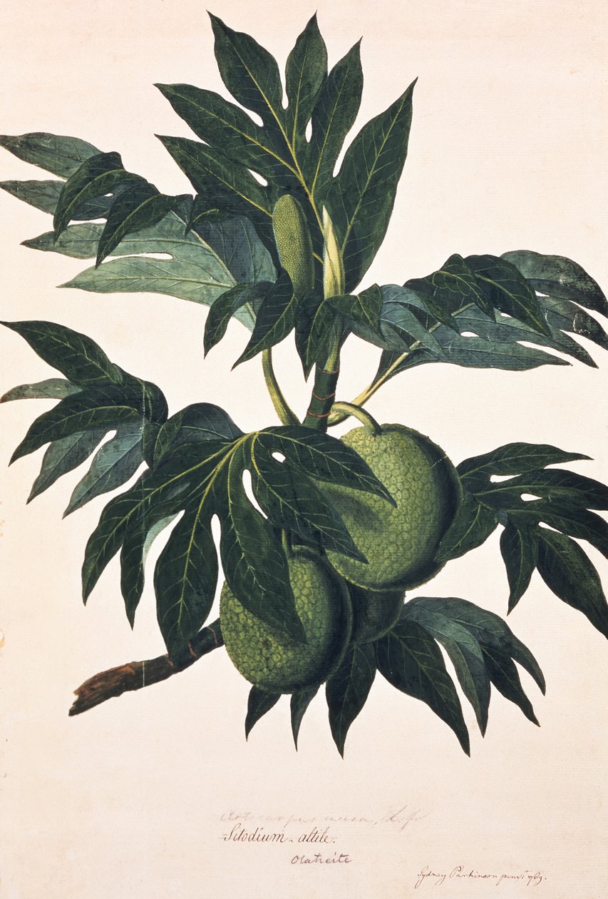 Kenyérgyümölcsfa ága gyümölccsel, 1773 körül (metszet) alkotó: Johann Sebastien Muller